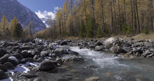 A mountain river with cascades of water against the background of yellow larches in autumn. Altai, Russia. 4K video.