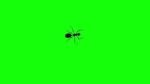 Black Ant - Crawling Over Screen - 3D Animation -  Green Screen