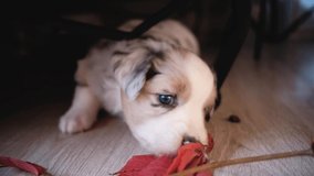 Puppy of Australian Shepherd blue Merle with blue eyes lies on floor and nibbles dry red autumn leaf. Adorable baby aussie. 4K video of young dog.