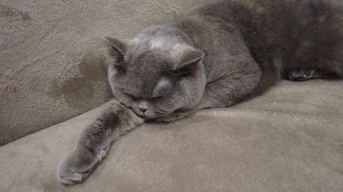British gray cat. the cat is lying on the couch. cat face. eyes and whiskers of a cat. 