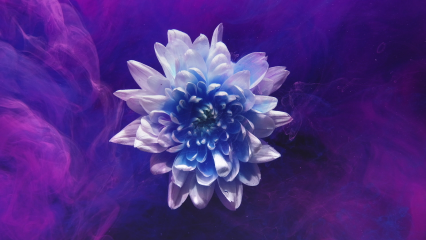 Flower ink drop. Underwater petals. Fantasy blossom. Surreal nature. Neon blue magenta pink haze mix on white blooming daisy pouring animation on glitter dust purple background. Royalty-Free Stock Footage #1081506551