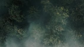 Dramatic misty green pine tree forest aerial top down view. Morning mysterious fog flow over wood tree tops. Nature background. Beautiful wild fantasy landscape. Cinematic drone flight zoom out - Powered by Shutterstock - Get 15% off with code: PIKWIZARD15