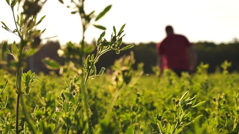 Man farmer in green field at sunset, rear view. Farmers hand touches alfalfa