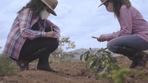 Nazareno, Minas Gerais; Brasil 09.28.2021: Two curly-haired agronomist women crouching down analyzing young coffee plant