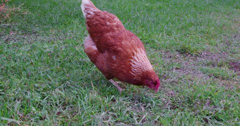 Chicken looking for food from the ground of the yard of a farm. Poultry on Farm
