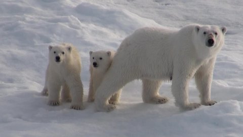 Female polar bear with two cubs on ice at the coast of svalbard (Spitsbergen) Video Stok