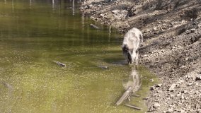 Wild boar - Sus Scrofa bathes in pond water in the wild. Video from the wild.