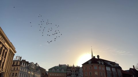 Large pigeon flock of birds flying against blue sky in city