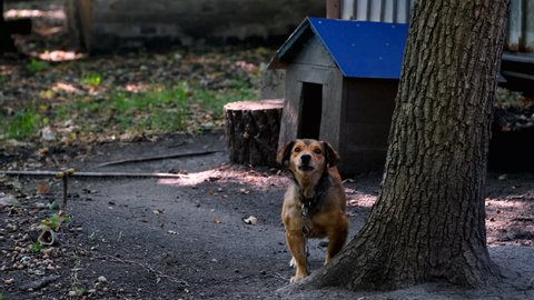 Brown mongrel dog chained to a chain in living conditions near her booth and food bowls looking in camera. Yard old dog on a chain. Natural rural scene. Dog sits at his kennel on a metal chain outdoor