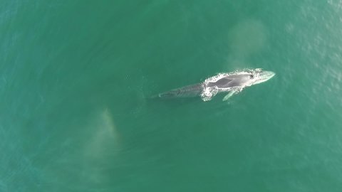 Top view of Fin whale breaching and breathing in the Sea of Cortez in Bahia de Los Angeles, Baja California, Mexico.