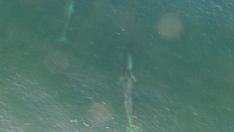 Aerial shot of mother and calf fin whales balaenoptera physalus swimming in the Sea of Cortez in Mexico.