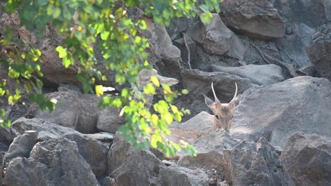 Two individuals resting in between rocks and behind a branch during a hot summer while they chew on their cud; Chital Deer also known as Spotted Deer, Axis axis, India.
