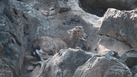 A young individual chewing its cud while resting in the rocks, also shakes its tail to drive flies and mosquitos away; Chital Deer also known as Spotted Deer, Axis axis, India.