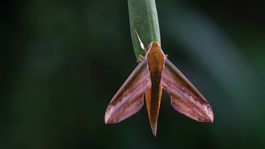 Hanging on an elongated pod of a plant swinging with a gentle wind; Yam Hawkmoth, Theretra nessus, Khao Yai National Park, Thailand.