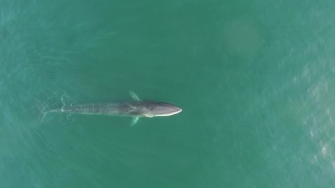 Top view of Balaenoptera physalus or fin whale adult specimen breaching and swimming slowly in the Sea of Cortez, at Bahia de los Angeles, Baja California, Mexico.