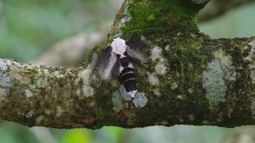 Flapping its wings vigorously; Moth, Xyleutes persona, Cossidae Family, Khao Yai National Park, Thailand.