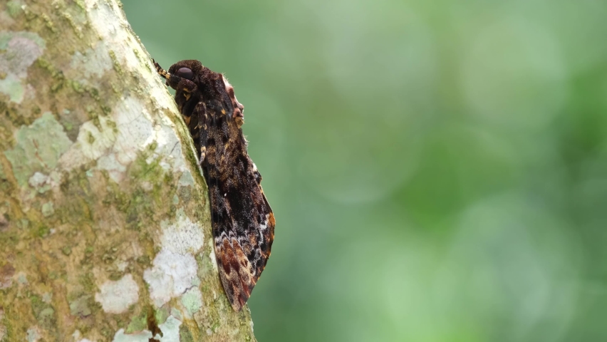 Seen resting on the bark of the tree, bokeh moving with the wind; Greater Death's Head Hawkmoth, Acherontia lachesis, Khao Yai National Park, Thailand.