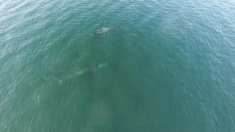Aerial shot of a couple of Fin Whales calmly swimming in the Sea of Cortez in Bahia de los Angeles, Baja California, Mexico.