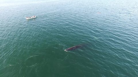 Aerial view of adult Fin Whale breaching and diving in the Sea of Cortez in Bahia de Los Angeles, with small boat with tourists whale watching