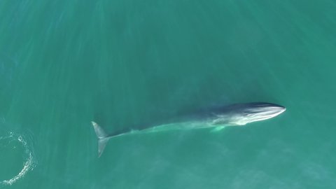 Aerial footage of Fin Whale breaching and diving in Bahia de Los Angeles, sea of Cortez, Mexico.