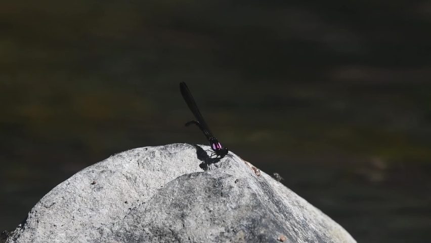 Touching the rock with its tail then flies upwards, returns from the right landing on the rock again; Jewel Damselfly, Heliocypha biforata, Khao Yai National Park, Thailand.
