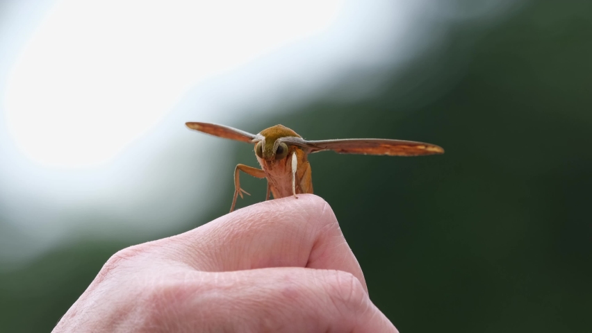 Landed on the knuckle of the index finger of a person, seemingly enjoying the time; Yam Hawkmoth, Theretra nessus, Khao Yai National Park, Thailand.