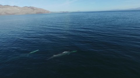 Aerial view of two fin whales swimming in the sea of Cortez in Mexico