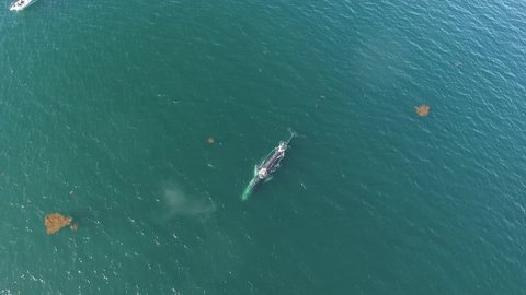 Top view of adult Fin whale breaching and breathing in Bahia de Los Angeles, Mexico.