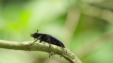 Seening its legs and antennae while the branches with the wind under the shade of the tree during a hot afternoon; Stag Beetle, Hexarthrius nigritus, Khao Yai National Park, Thailand.