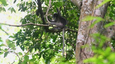 Looking down to people watching it in the jungle as it holds tight on branches, tail down, windy day; Spectacled Leaf Monkey, Trachypithecus obscurus, Kaeng Krachan National Park, Thailand.