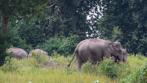 Two adults facing to the right, young in the middle, an individual arrives from the right, others on the left grazing; Indian Elephant, Elephas maximus indicus, Thailand.