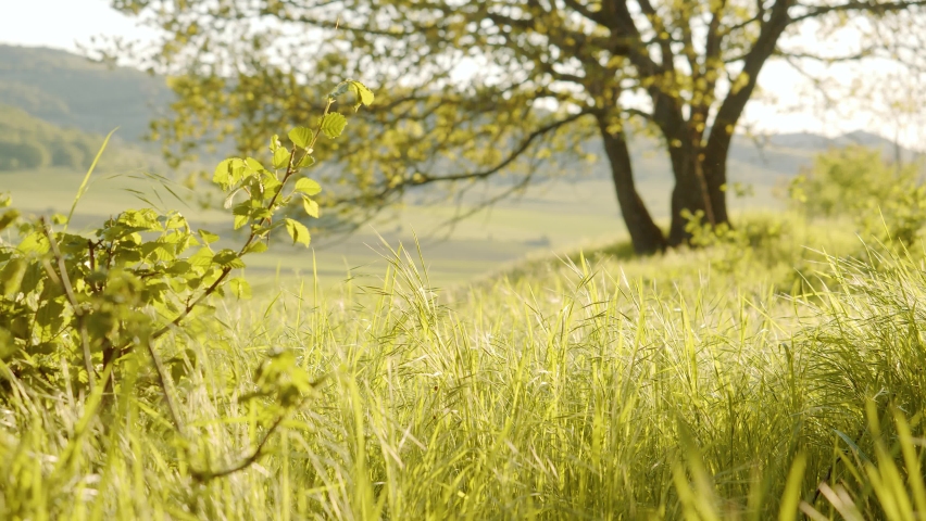Beautiful Landscape. Park with Green Grass and Trees. Tranquil Background Royalty-Free Stock Footage #1081527707