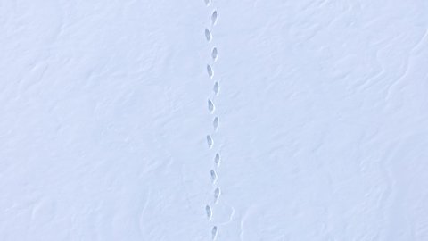 Human footprints in the snow. Aerial view. A snowy field and deep footprints.