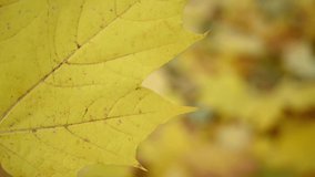 Yellow maple leaf in the wind. Slow movement in the wind video static camera. Autumn background.