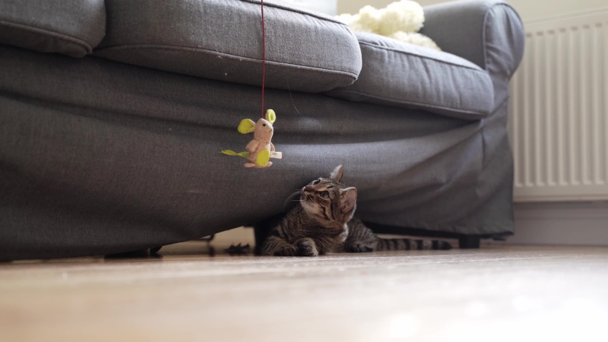 Cat playing with mouse toy with rope at home. Living room with playful cat. Adorable kitten curios about new toy