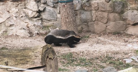 Honey badger (Мllivora capensis) looking for food in a zoo. 