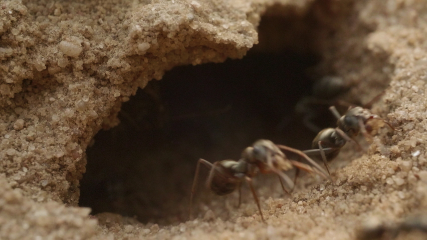 Ants come out of the nest and build it, take out the sand trash and walk on the ground
