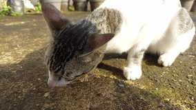 cat eating fish pieces, outdoors, close-up shooting video, animal footage