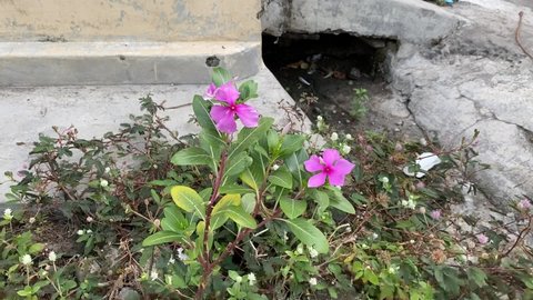 Purple paper flowers grow around the shy princess plant