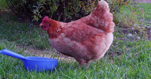 Chicken eating grain from the blue bowl in the yard of a farm. Poultry on Farm