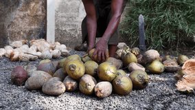 Farmer counting peeling heap of many organic whole coconuts with husk 4K slow motion video footage , harvest coconut farm plantation. lot of fresh coco Kerala India dried in sun make oil from copra.