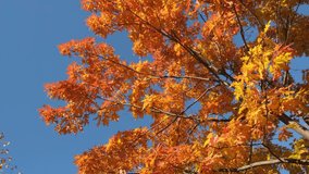 Autumn oak tree with bright yellow and orange foliage.