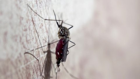 Danger from mosquito bites.malaria mosquito.virus