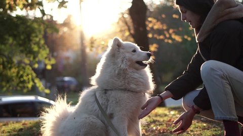 Young woman playing with white samoyed at the park in autumn with beautiful sunset on background. Girl with big funny dog