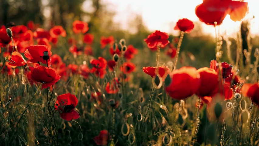 Poppy field at sunset. Red poppies and other wildflowers in sunset light. Summer nature concept. Concept: nature, spring, biology, fauna, environment, ecosystem. | Shutterstock HD Video #1081550723