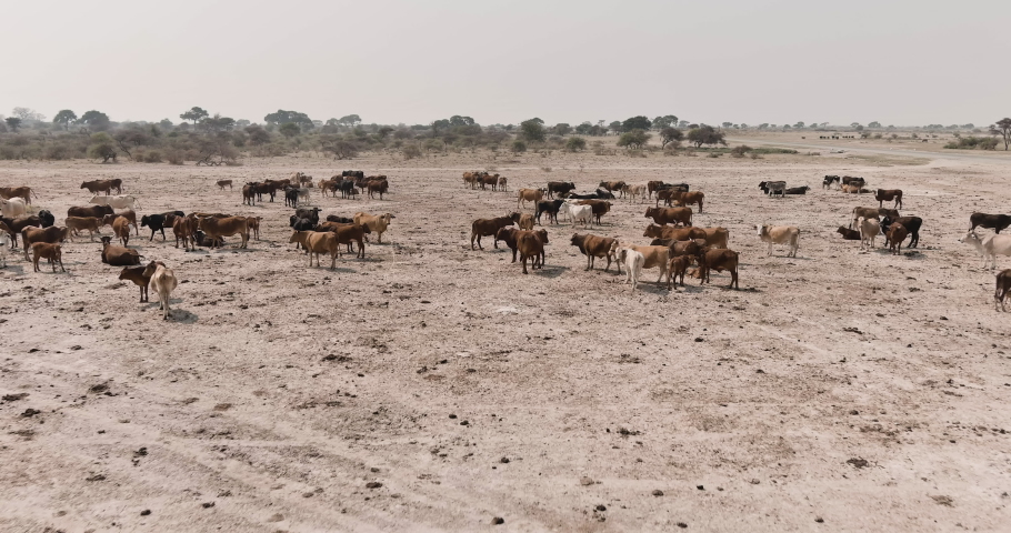 Aerial fly over view of thin free roaming cattle in search of food and water. Drought, climate change, desertification   Royalty-Free Stock Footage #1081550981
