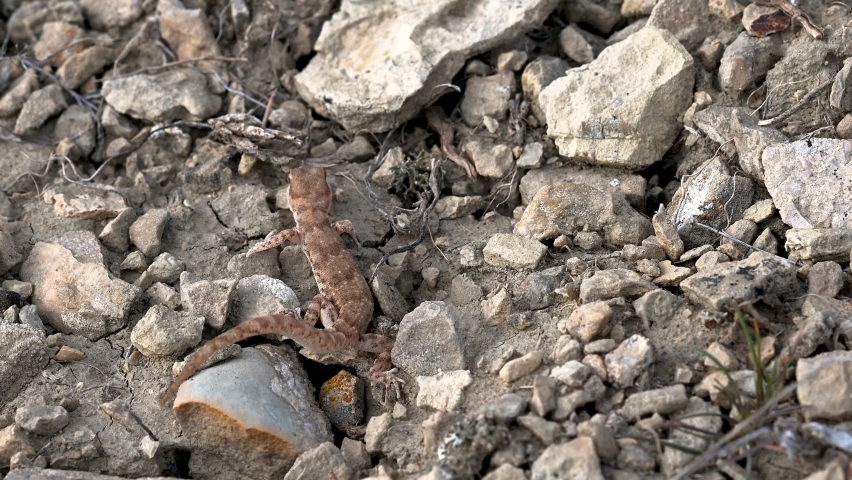 Even-fingered gecko or Alsophylax pipiens on stone
