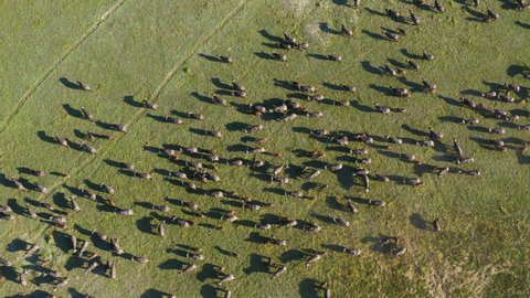 Straight down aerial view of a large herd of Cape buffalo walking across the plains of the Okavango Delta, Botswana 