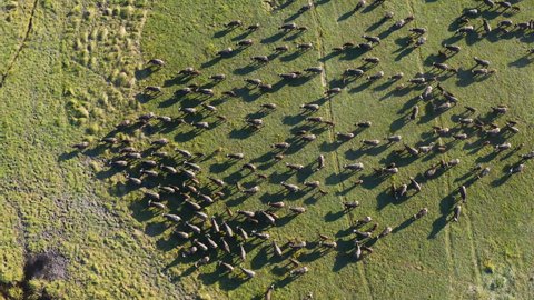 Straight down aerial view of a large herd of Cape buffalo walking across the plains of the Okavango Delta, Botswana 