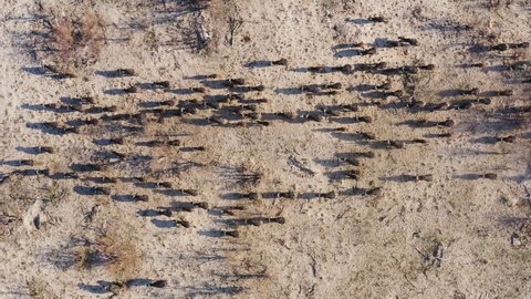 Straight down aerial view of a large herd of Cape buffalo running across the plains of the Okavango Delta, Botswana 
